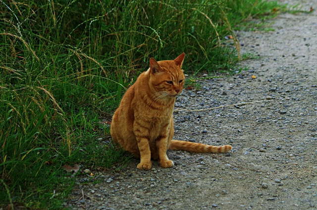 迷子になった猫